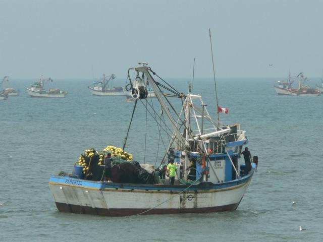 Sechura lidera producción de conchas de abanico