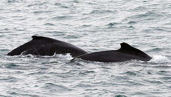 Piura: Avistamiento de ballenas, una vivencia sin igual en el mar de la región