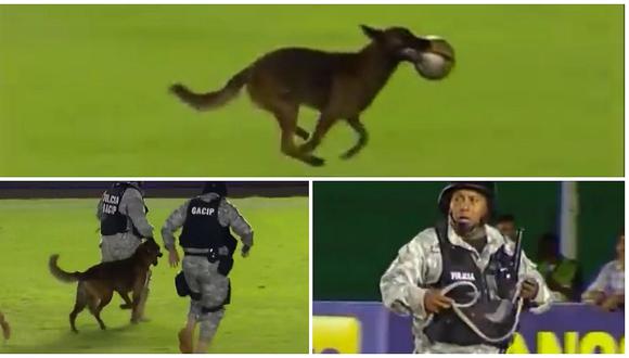 Perrito policía interrumpe en medio de un partido de fútbol y se roba el show (VIDEO)