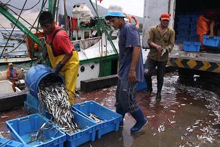Chimbote: Pesca industrial y artesanal afectada por alta temperatura del mar