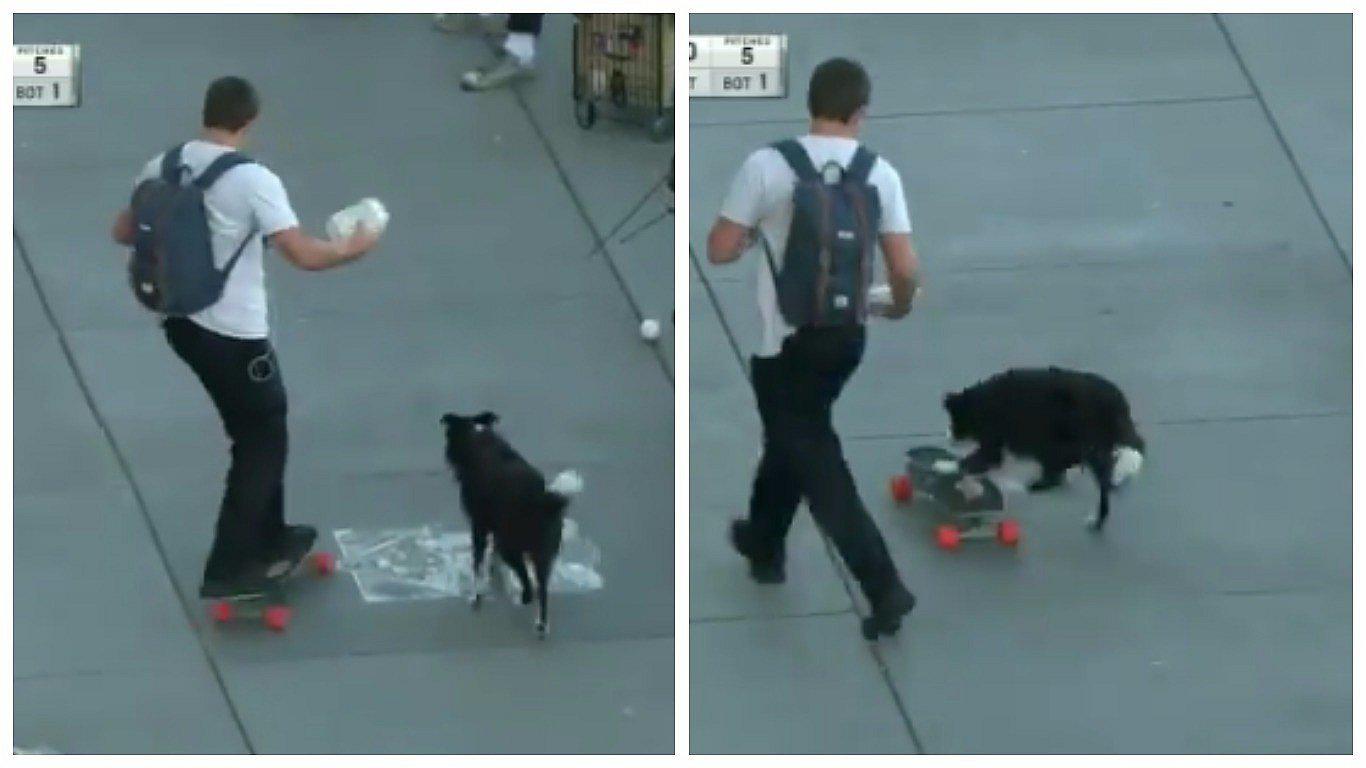 Twitter: Perro muestra toda su habilidad sobre un skate (VIDEO)