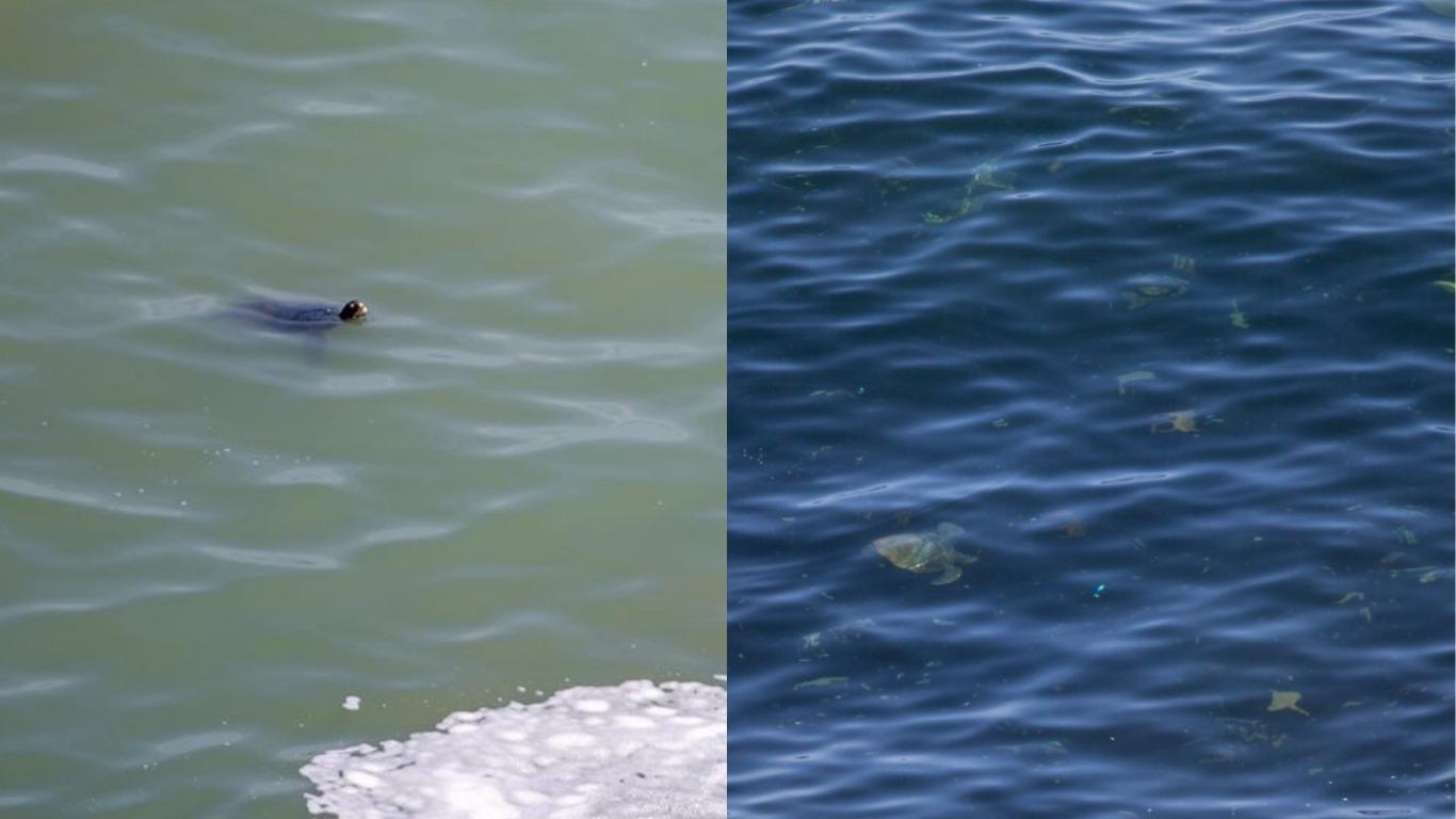 Tortugas nadando con total tranquilidad en un mar más limpio en plena cuarentena por coronavirus. Fotos: José Ignacio Martua