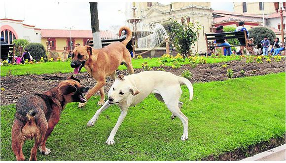 5% de ​17 mil canes que viven en Huancayo son callejeros