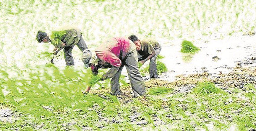 Proyectan un crecimiento del 9% en   el sector agroindustrial