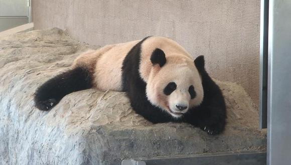 Taipei: Osa panda finge estar embarazada para lograr privilegios