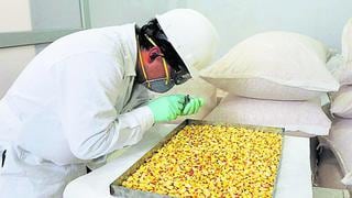 Productores del valle del Mantaro exportan 52 mil kilos de maíz a Ecuador