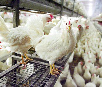 Infección aviar
 en granjas de Mollendo