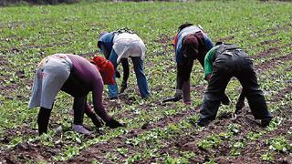 Gobierno otorgará créditos a productores con tasas de 3.5%, ¿cuáles son los requisitos?