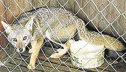 Chimbote: Hallan zorro costeño en Megaplaza 