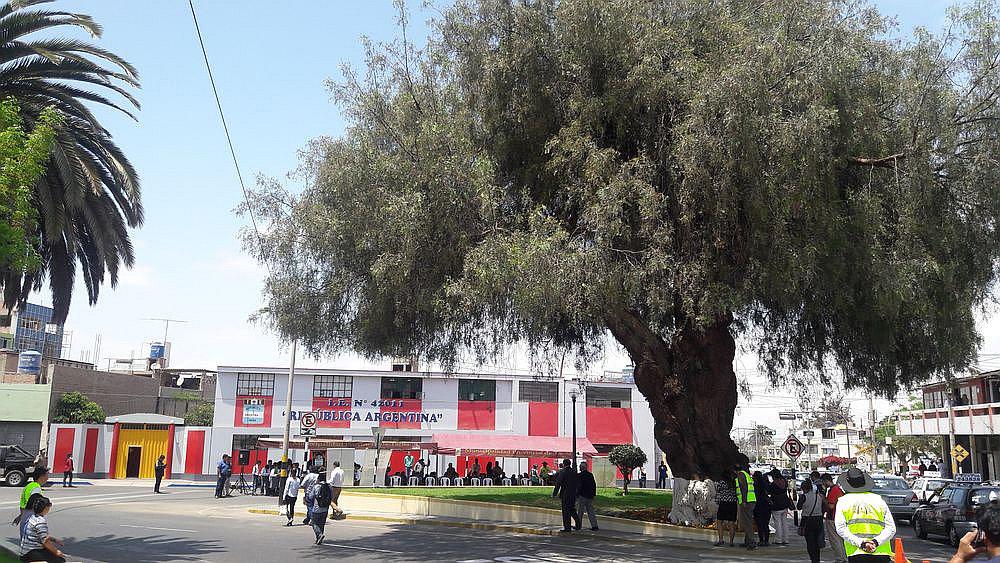 En Tacna declaran a árbol como monumento natural