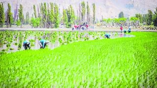 Impulsan cadena productiva del arroz en valles de Arequipa