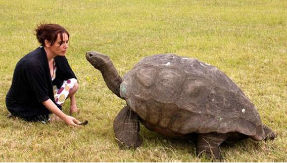 Una tortuga del Atlántico Sur podría ser el animal más viejo del mundo 