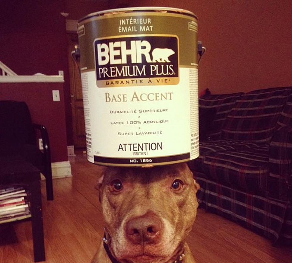 Perro hace equilibrio con cualquier cosa en su cabeza (FOTOS)