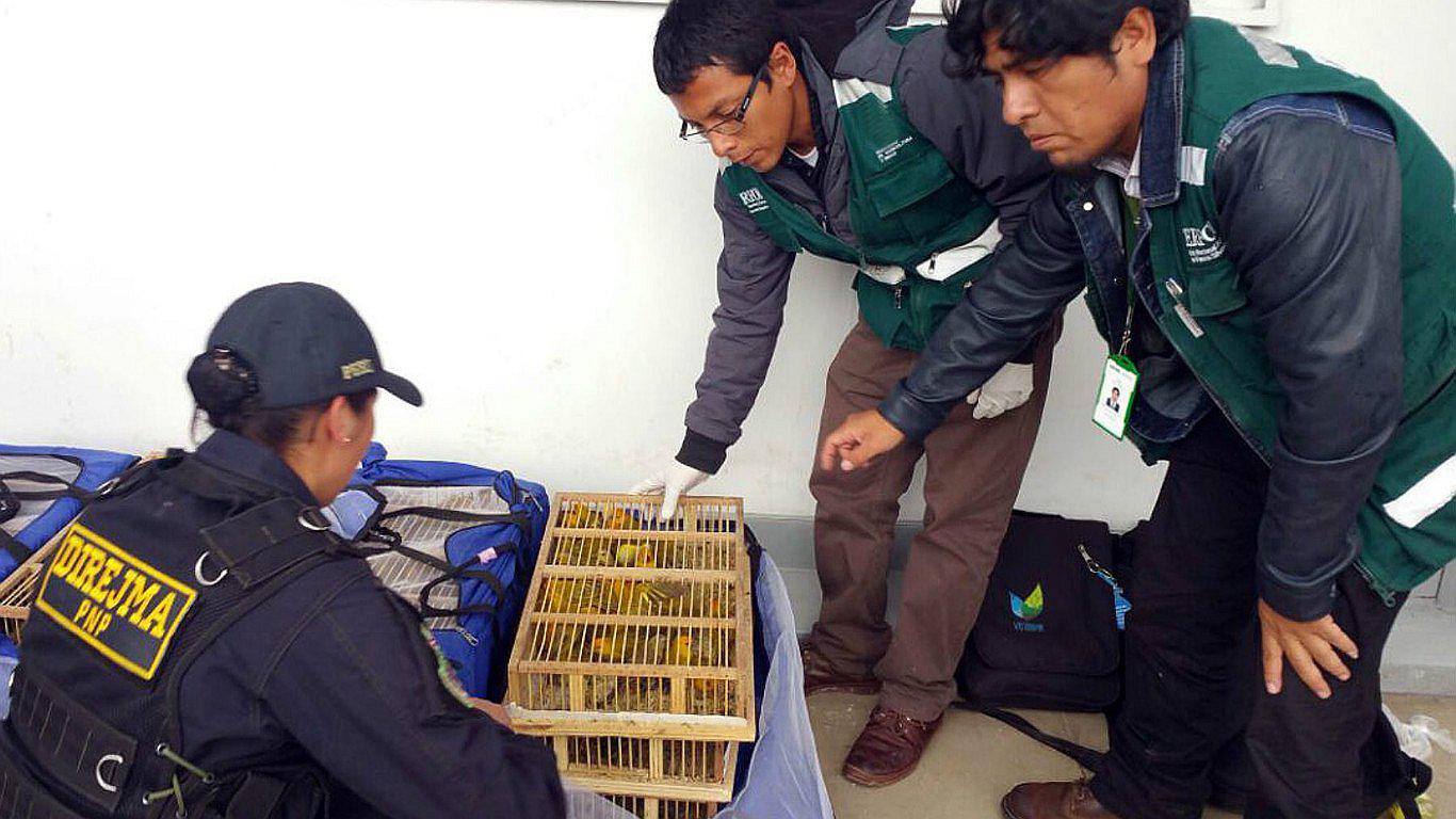 Más de 10 mil animales vivos fueron rescatados del tráfico de fauna silvestre en Perú