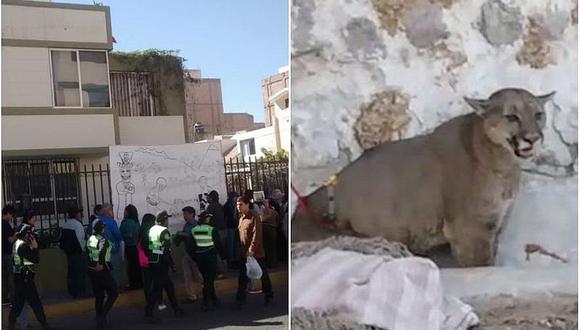 Animalistas protestan por la muerte de puma andino en Arequipa