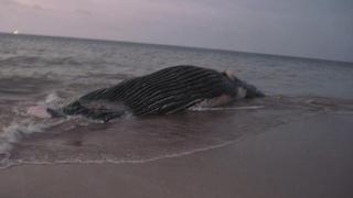 Otra ballena varó en el litoral de Tumbes
