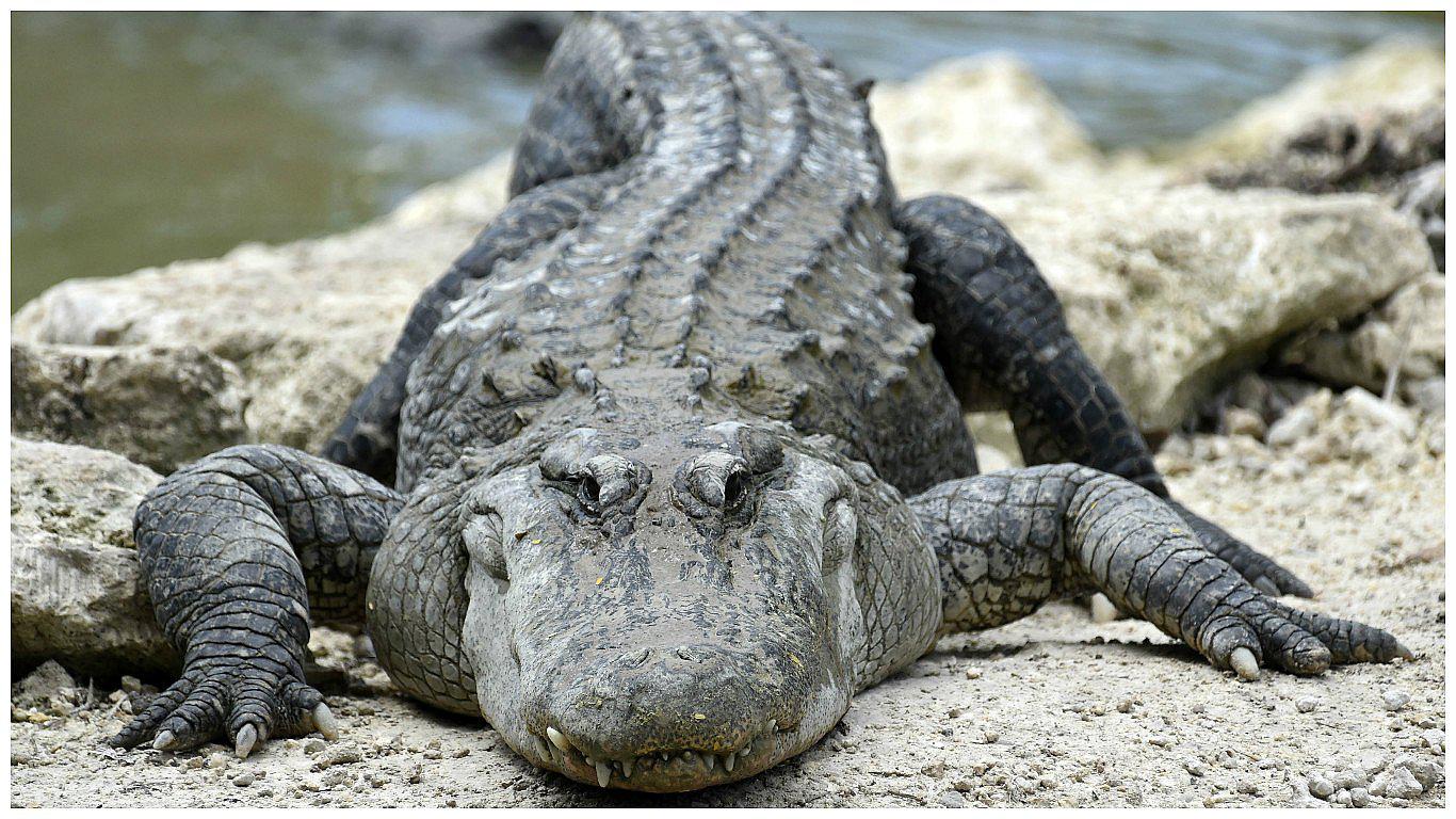 Momia de cocodrilo egipcia contenía medio centenar de crías momificadas (FOTOS)