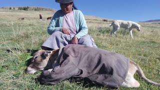 El frío a -10 °C en provincias de Junín, empieza a provocar la muerte de ganado