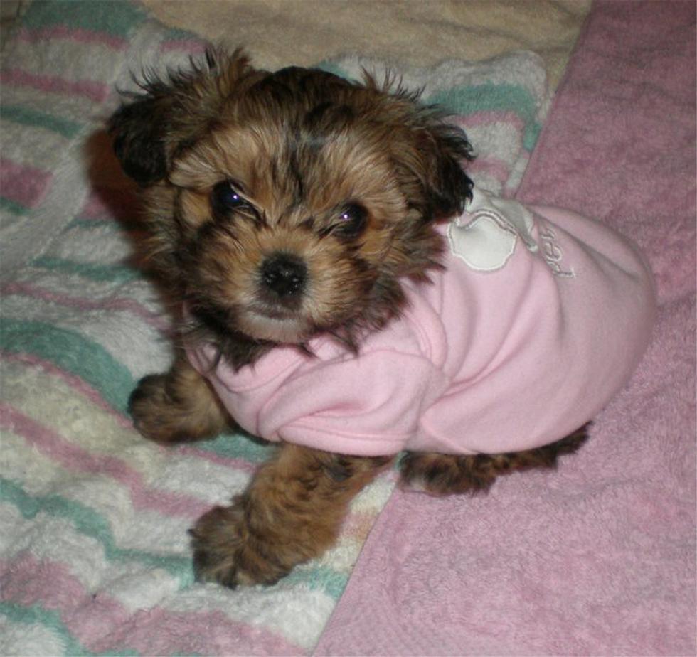 Conoce las adorables nuevas razas de perros