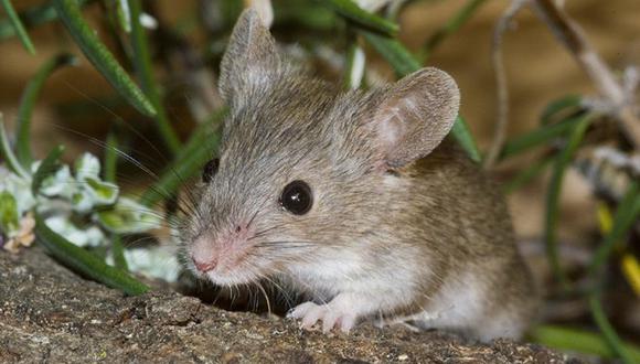 Chile: Hallan nueva especie de ratón en bosques 