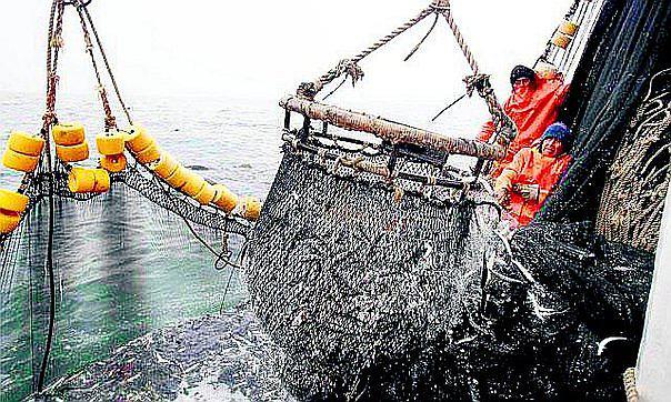 Cientifico francés: ​Ecosistema marino del Perú es impredecible