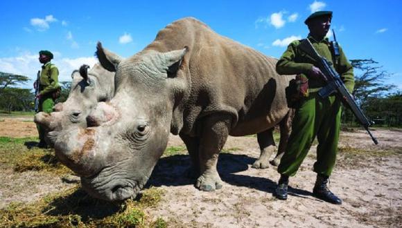 ​Grupo armado protege a últimos rinocerontes blancos