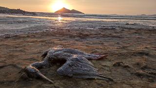 Digesa informa que hay reportes de contaminación del agua y arena en 24 playas