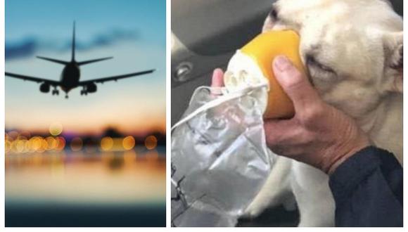 Salvan a perro que se queda sin oxígeno en un vuelo (FOTOS)