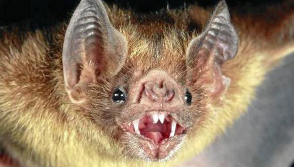 100.000 murciélagos mueren por ola de calor en Australia