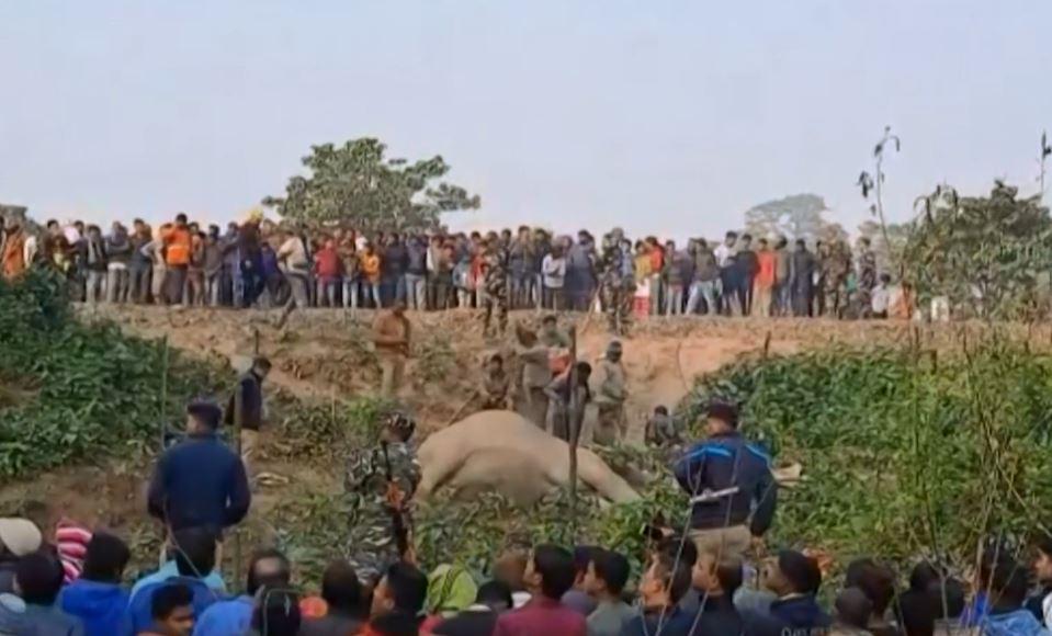 Dos elefantes murieron atropellados por un tren (VIDEO)/ Foto: Captura AFP