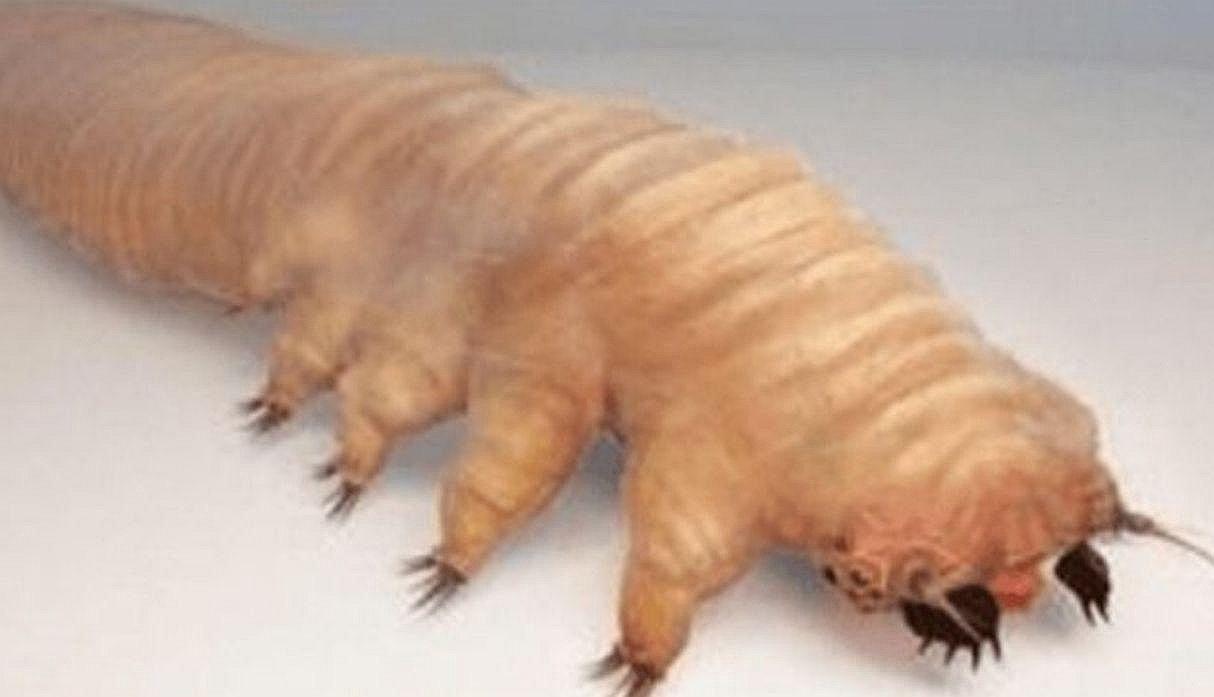 Los ácaros que viven y se reproducen en tu rostro mientras duermes (VIDEO)