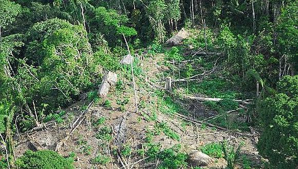 ​Más de 164 mil hectáreas de bosques fueron deforestados en el 2016