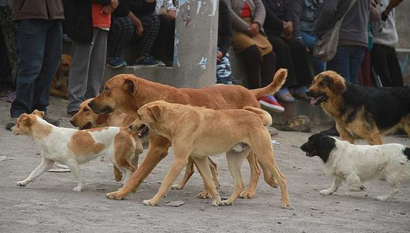 Salud reporta 1373 mordeduras de perros Arequipa