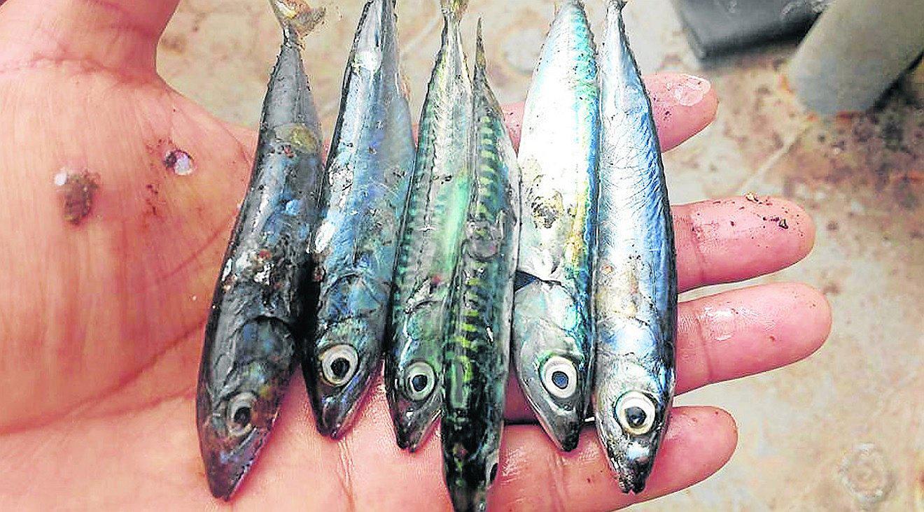 Piden a Produce disponer el cierre de temporada de pesca