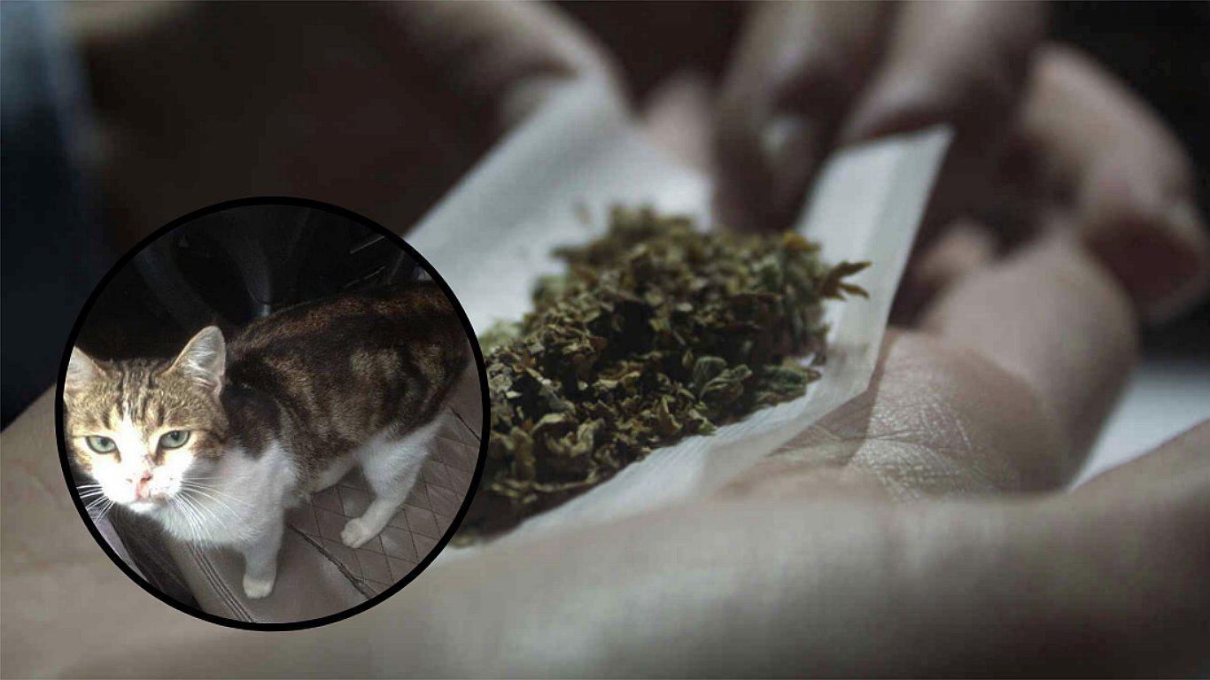 Policía 'detiene' a gato que transportaba droga (FOTOS)