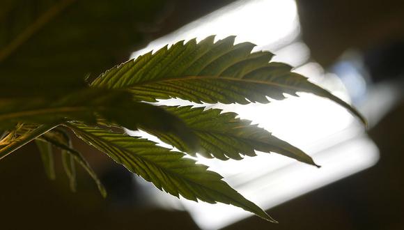 Argentina aprueba de uso medicinal del cannabis