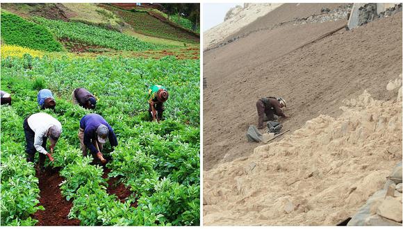 Guano orgánico beneficiará a agricultores peruanos