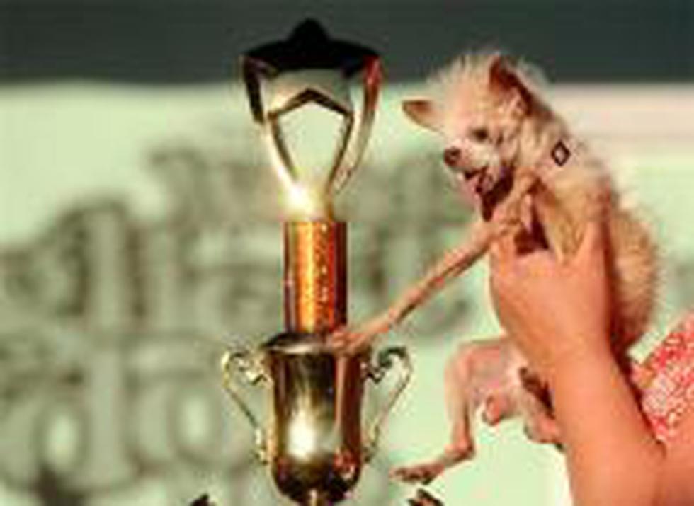 ¿Un alien? ¿Una rata? Es Yoda, el perro más feo del planeta