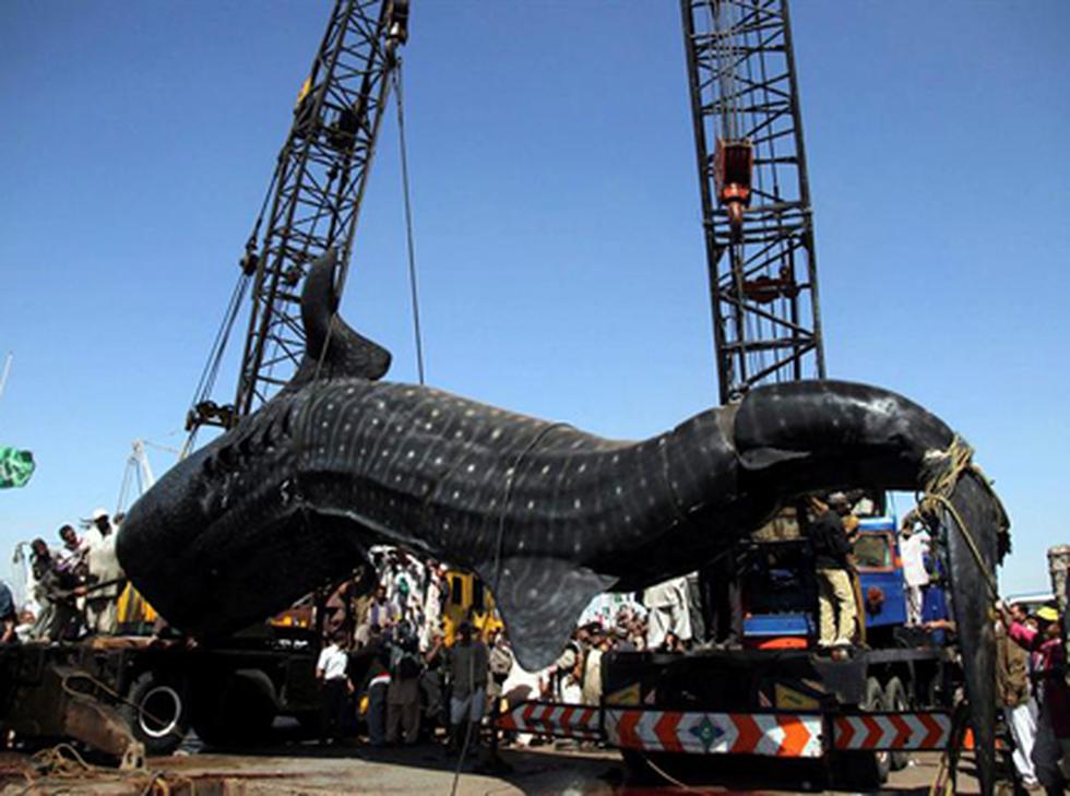 FOTOS: Hallan un tiburón ballena de unos doce metros en las costas paquistaníes