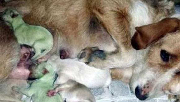 España: Nacen dos perritos de color verde