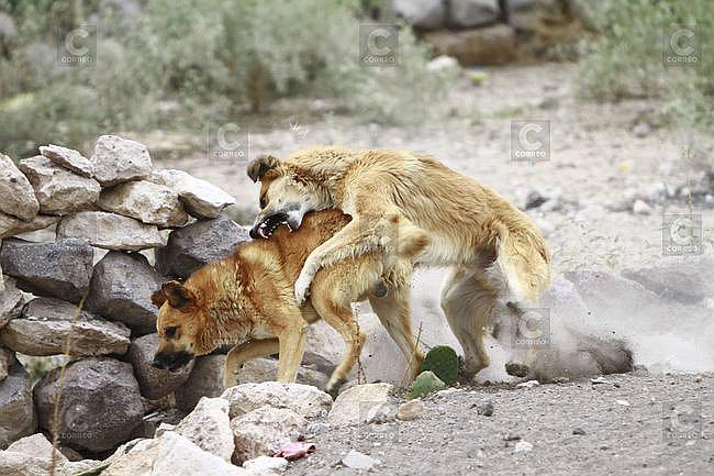 Arequipa: ​Nuevo caso de rabia canina en Cerro Colorado