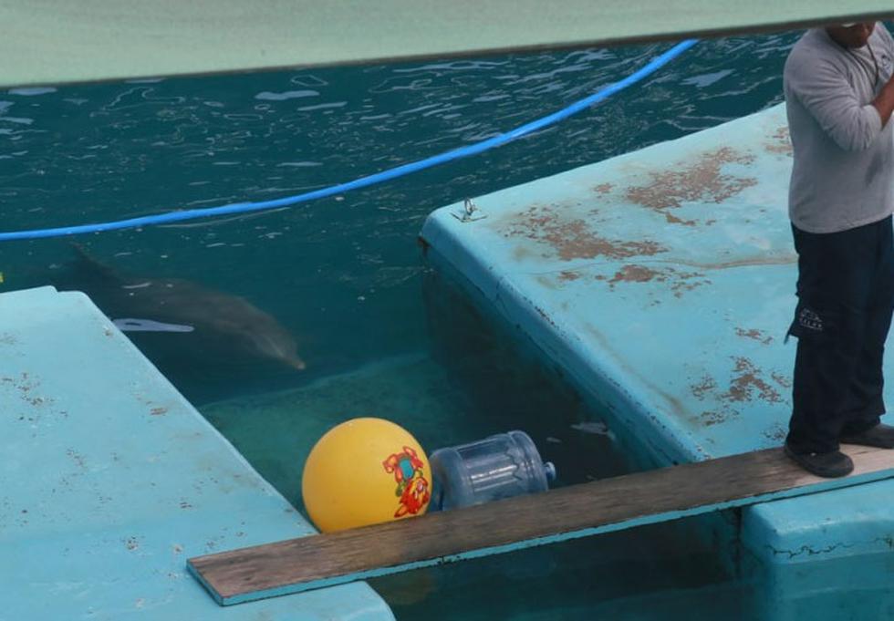 Los delfines Yaku y Wayra viven en condiciones malas para su salud mental