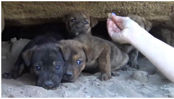 Héroe sin capa: Salvó a 9 cachorros moribundos y ahora lucen así [VIDEO]