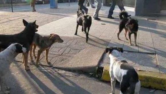 Más de 2,000 perros viven en situación de abandono