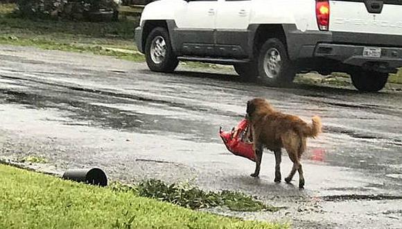 Facebook: Otis, el perrito que escapó del huracán Harvey con una bolsa de comida