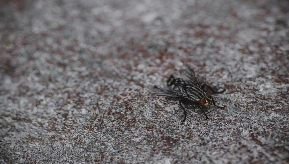 Trucos caseros para ahuyentar las moscas en verano sin utilizar productos químicos. (Foto: Pexels)