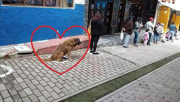 Machu Picchu: perrito 'hace cola' respetando el distanciamiento social y causa sensación en Facebook