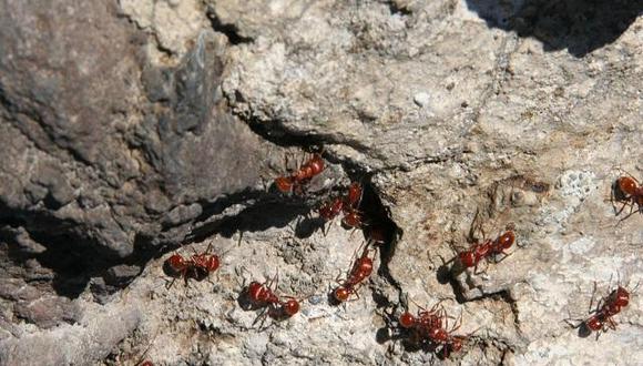 Las hormigas procesan datos mejor que Google, según estudio