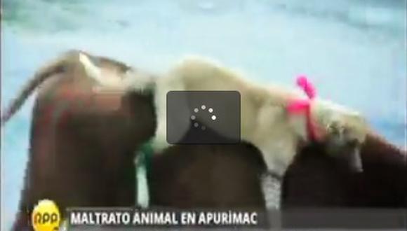 Critican fiesta costumbrista en Apurímac que consiste en amarrar un perro al lomo de un toro (VIDEO)