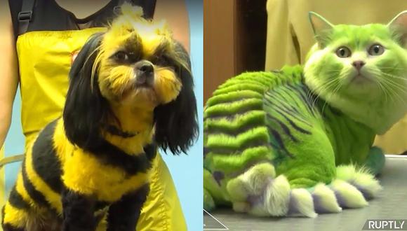 Facebook: Así podrás convertir un gato en 'dragón' y un perro en 'abeja' (VIDEO)